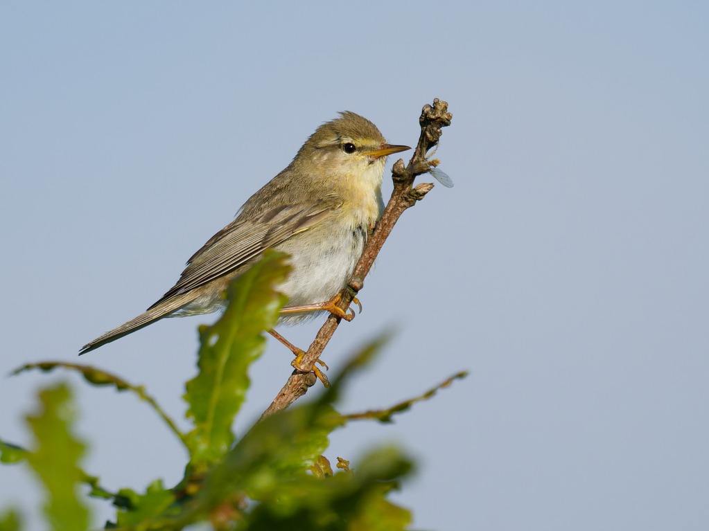 Willow Warbler